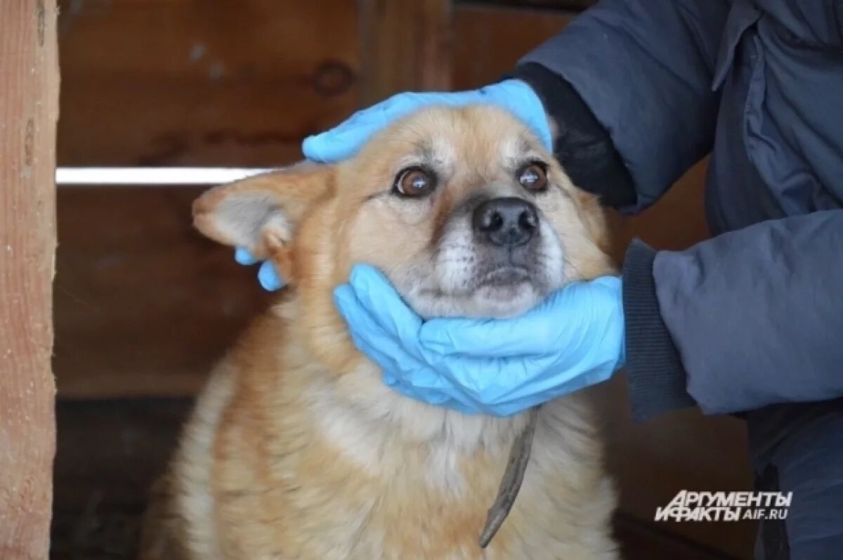    Власти Бахчисарая предупредили жителей о бешеной собаке