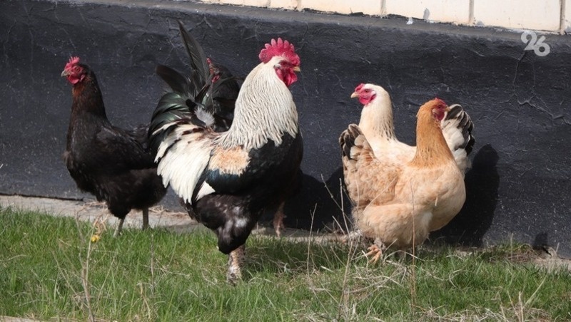      Фото: ИА «Победа26»