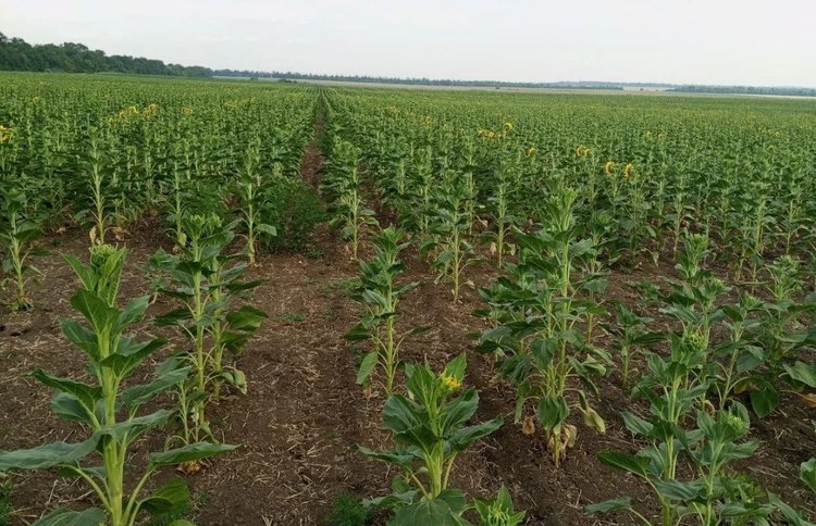    В ДНР яровой сев 2025 проведут высококачественными семенами