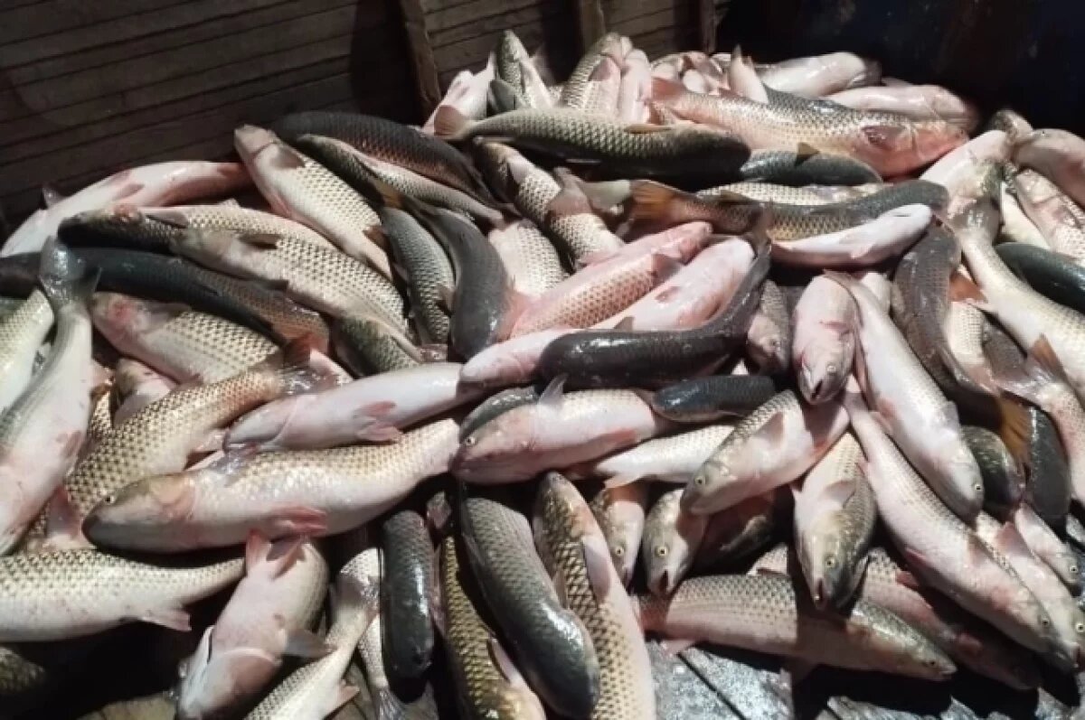    Эксперты заявили о росте популяции пиленгаса в Азовском море