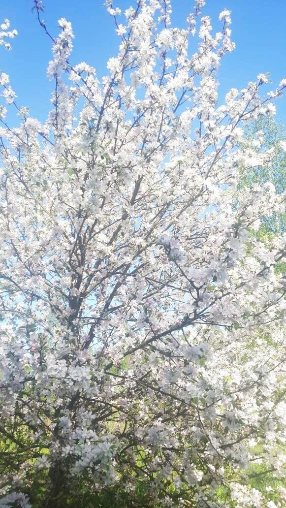 Сон про бабушку. Фото автора