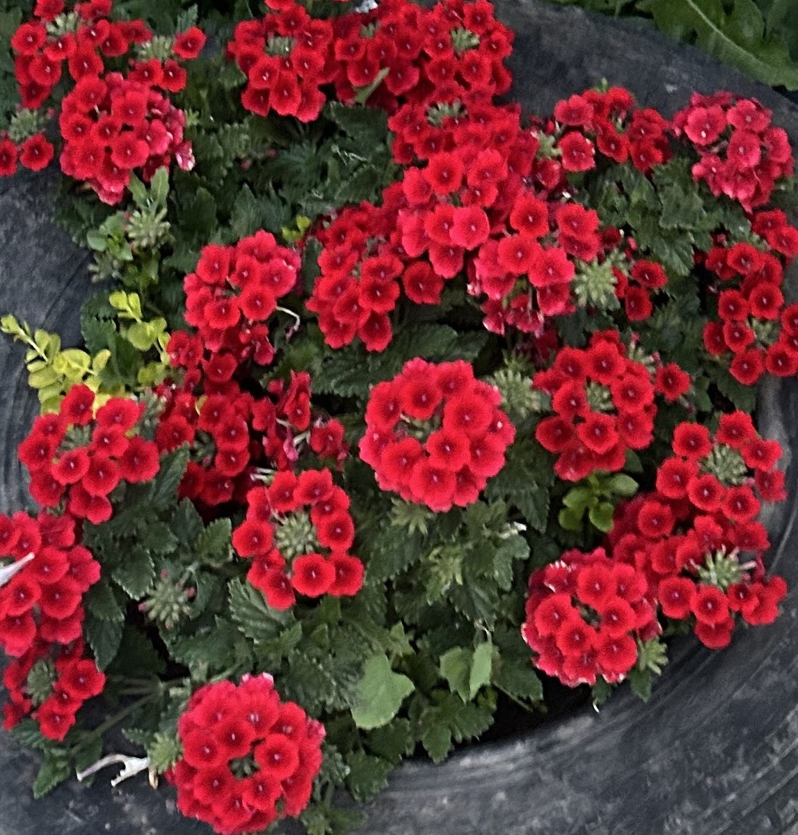 в середине сезона в покрышке