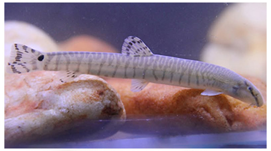    В реках Китая обнаружены неизвестные науке рыбы