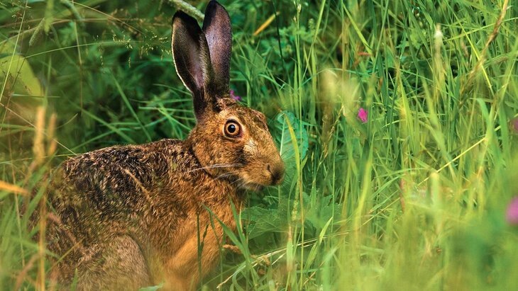    Красная книга Москвы пополнилась на 573 вида флоры и фауны