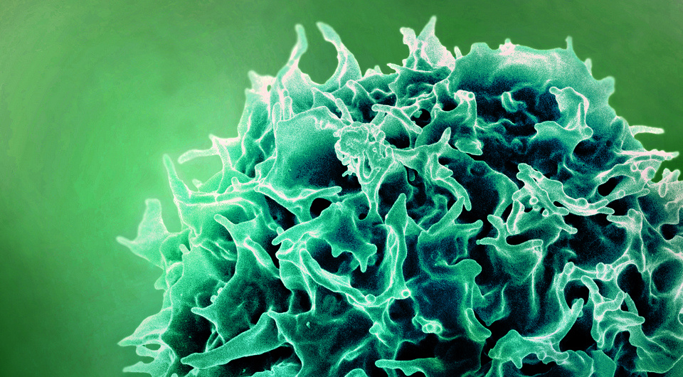   NIAID / Flickr / CC BY 2.0