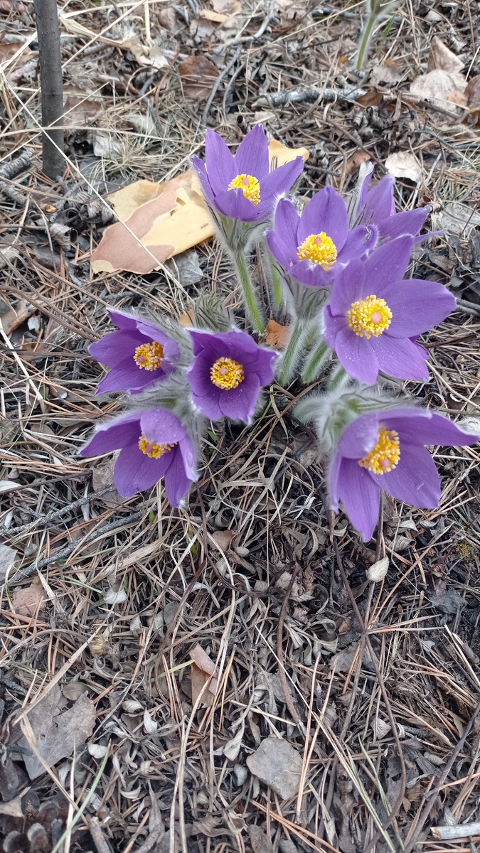 Прострел обыкновенный, у нас его называют подснежником