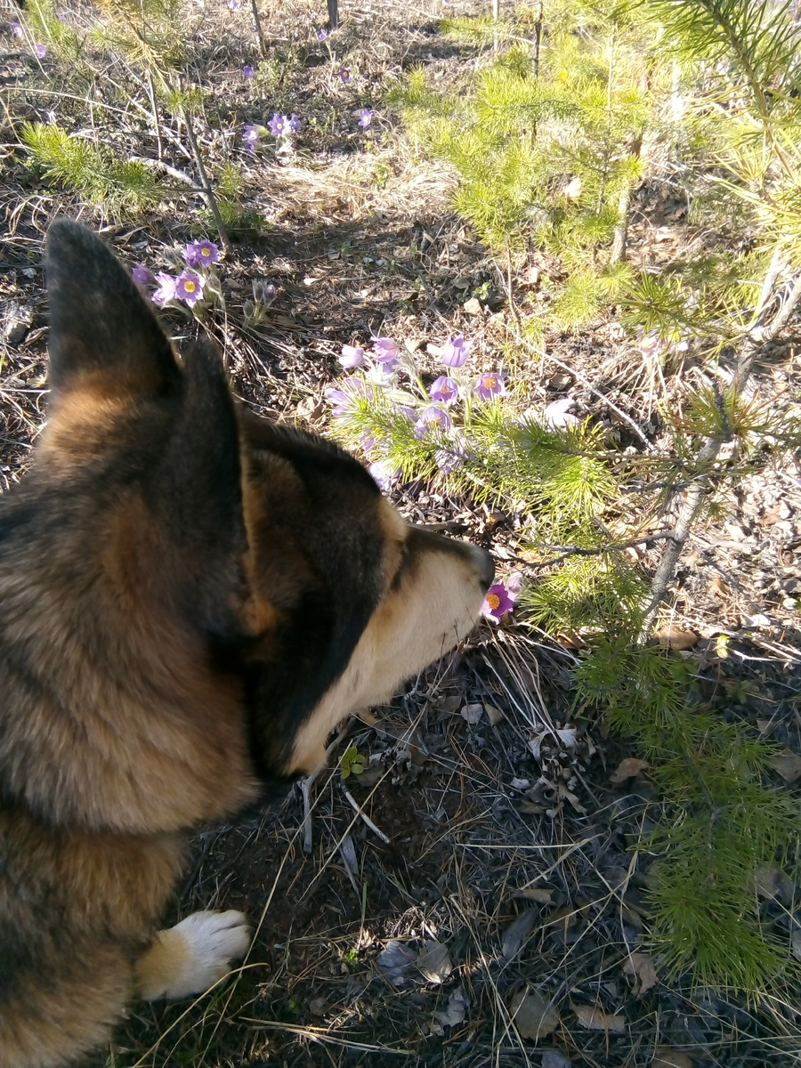 Джесс нюхает подснежник 