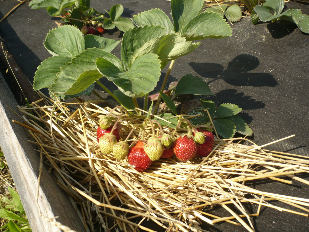 Сорт Кама Первая ягода