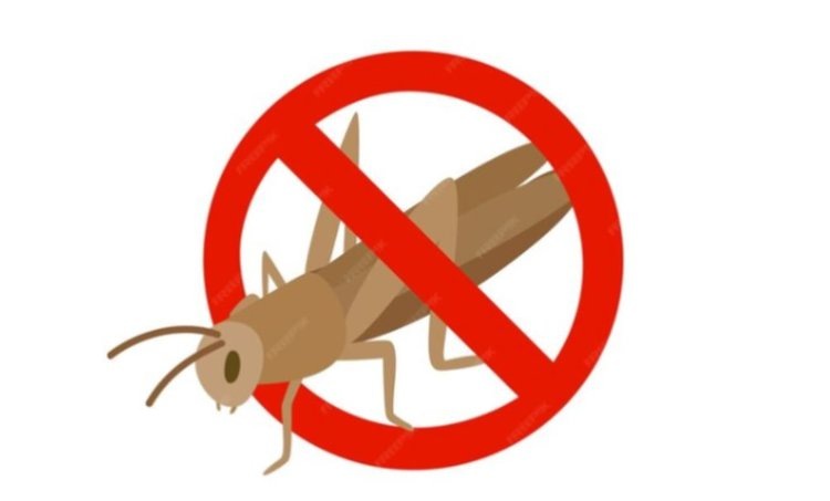    В Нижегородской области саранча не зимовала