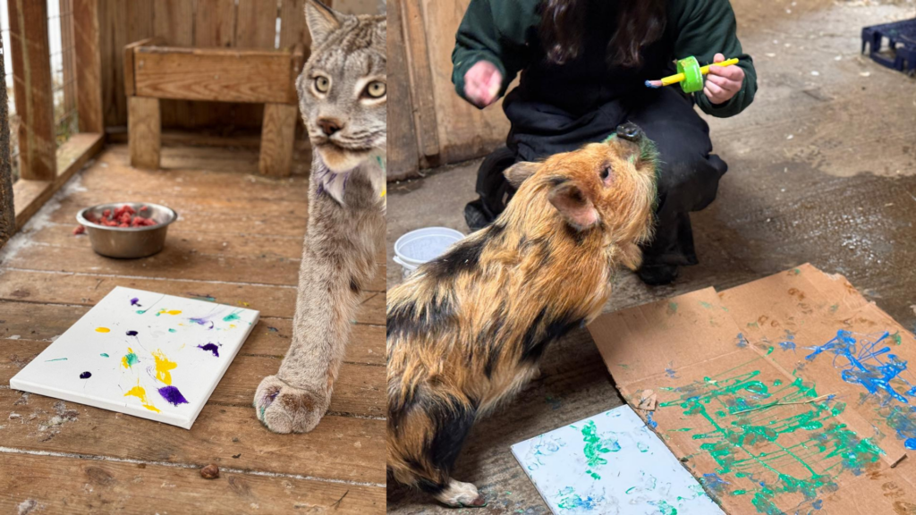    instagram.com/animaladventurepark