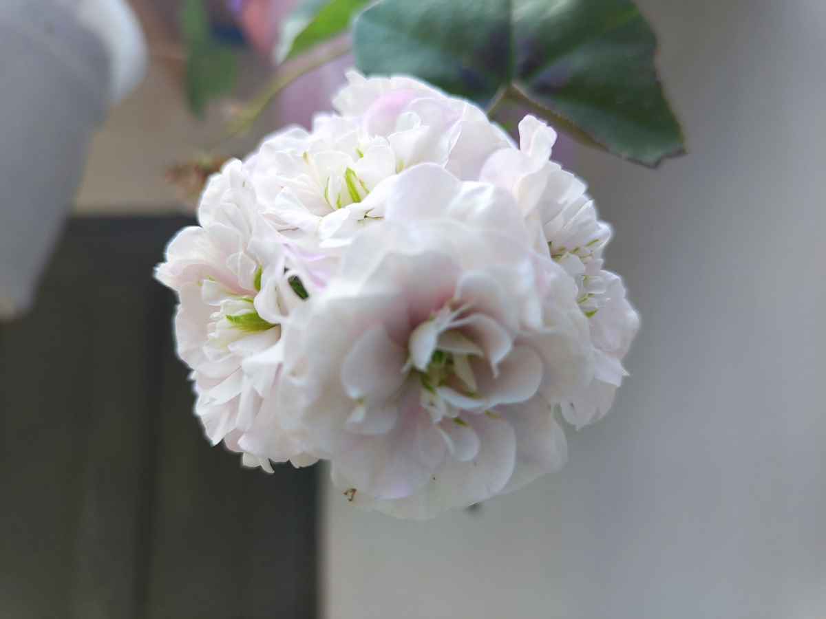     одна из моих пеларгоний Ice Rose