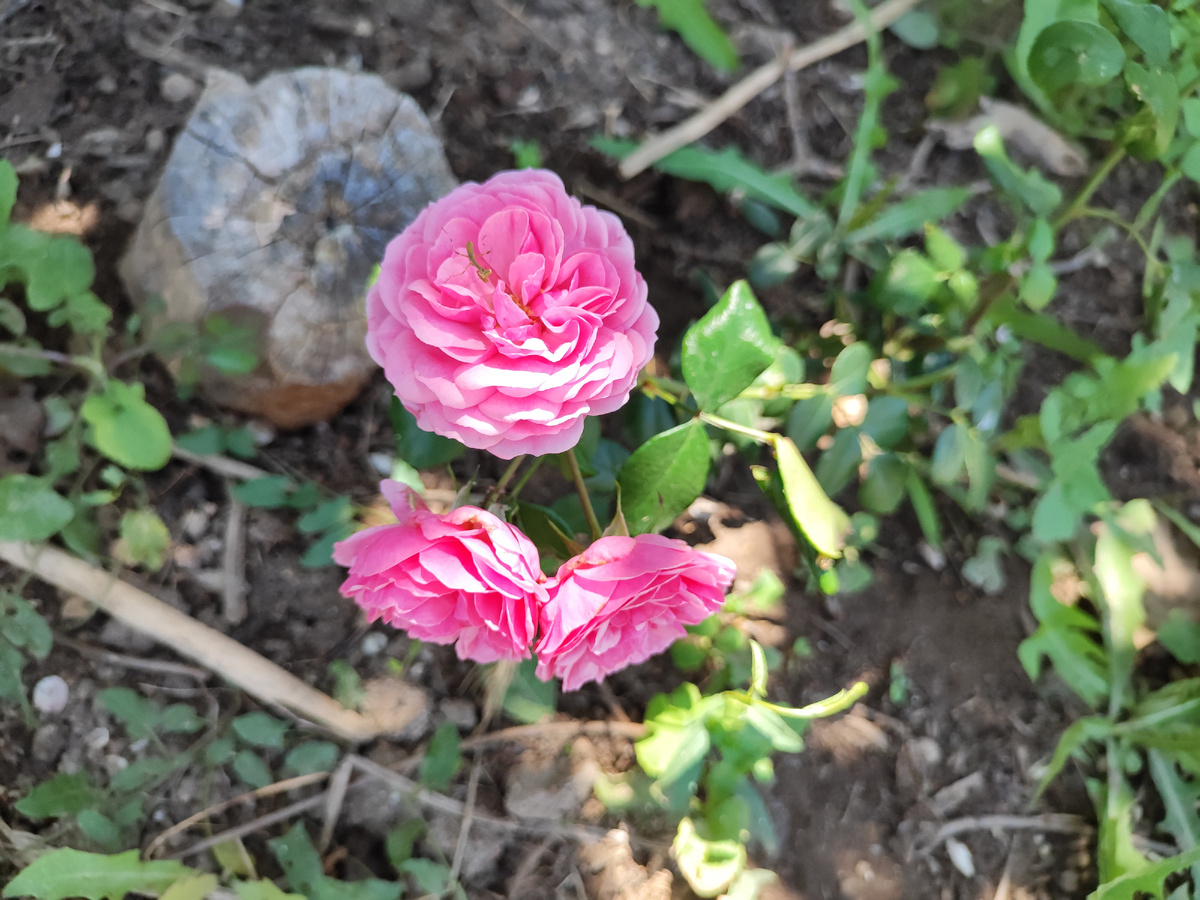 Была такая роза у меня Помонелла, но я ее повредила и она погибла. Такую же я посадила в палисаднике осенью