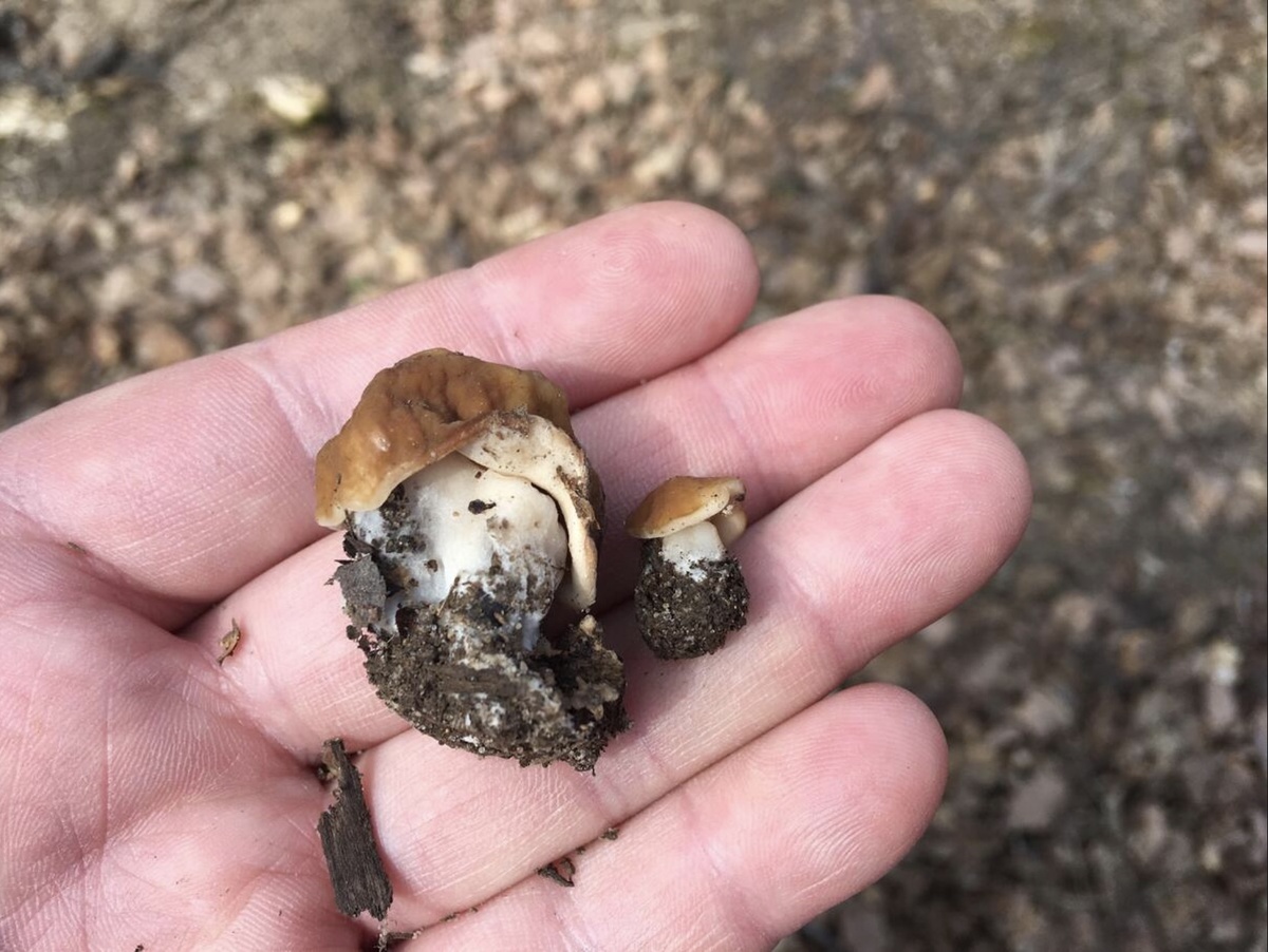 Как выглядит сантиметровый примордий строчка гигас….