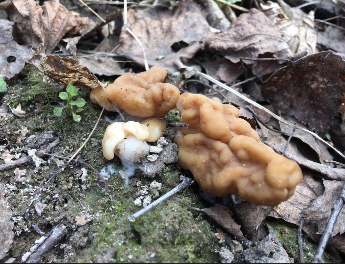 Малышня гигасов