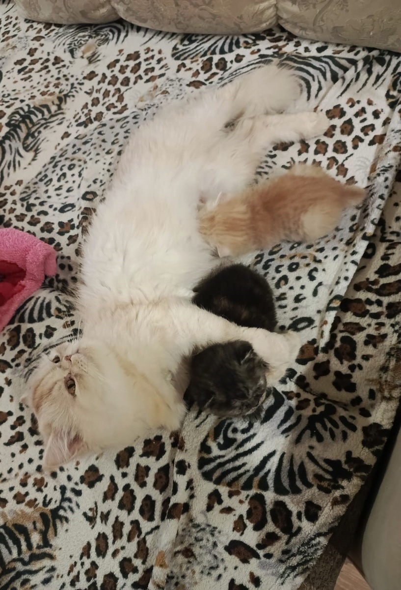 Агата и котодети.