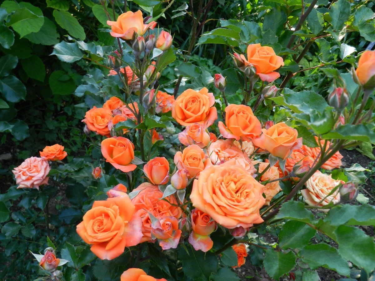 Флорибунда, спрей Келли