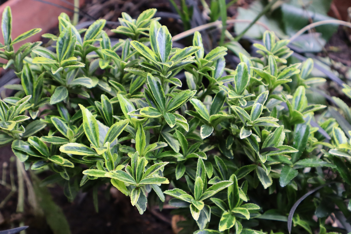 Бересклет Ауреомаргината