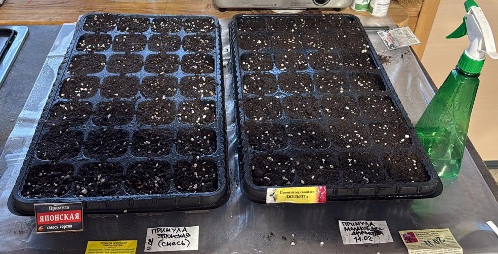 Большое количество вермикулита в почвосмеси - страховка от пересыхания и переувлажнения. В ситуации, когда контролировать рассаду ежедневно не получается, это разумный компромисс