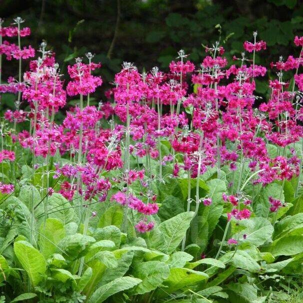 Примулы должно быть много