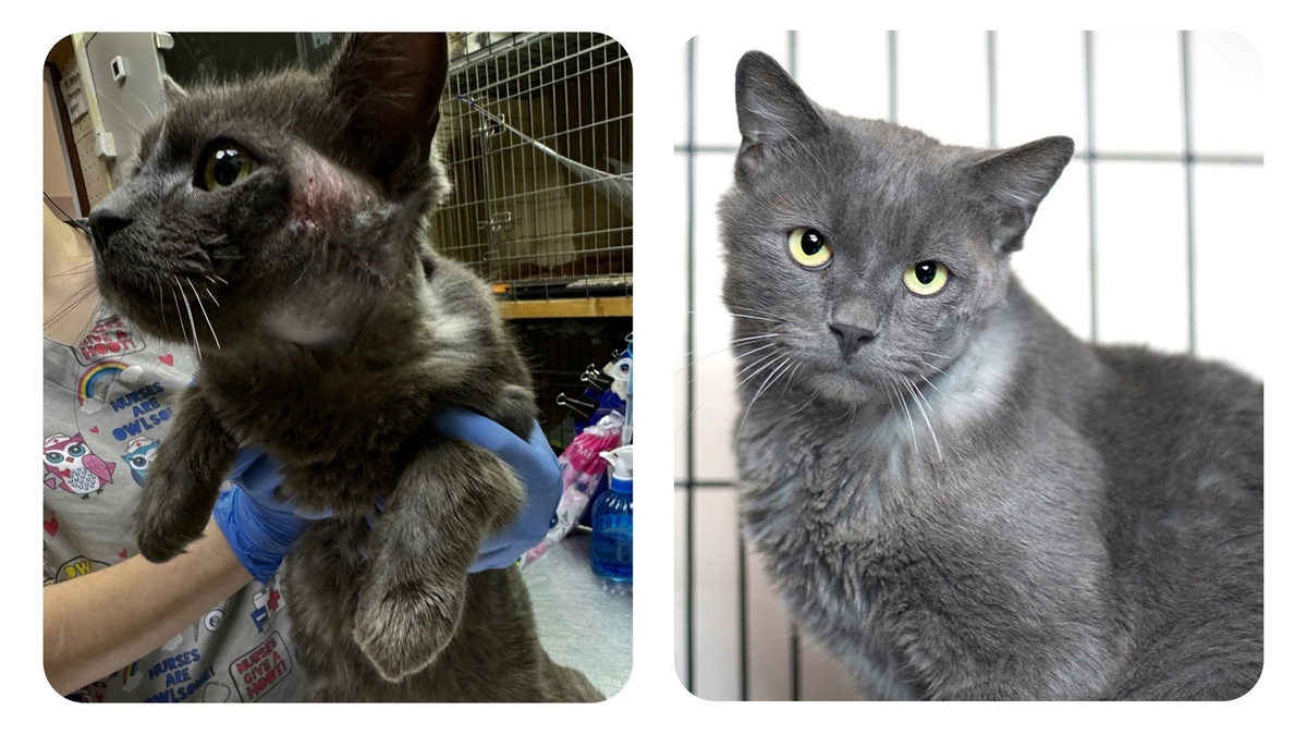 Котик Бегемоша. До и после