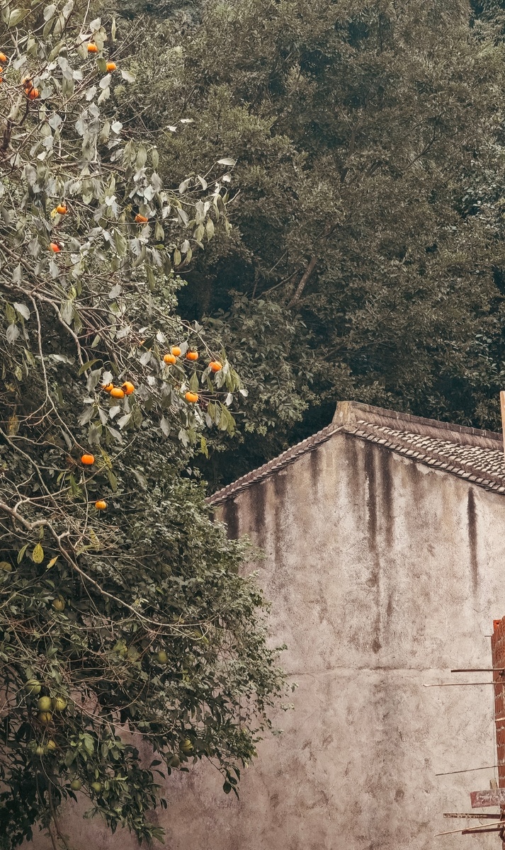 Китайская деревня на острове Сюшань. Кажется, это был сезон хурмы 