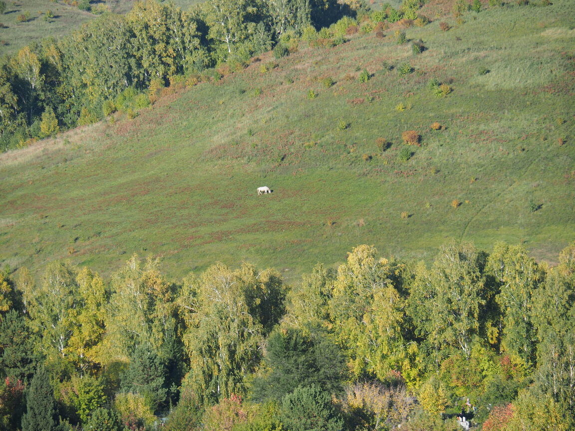 Пастбище в горах.