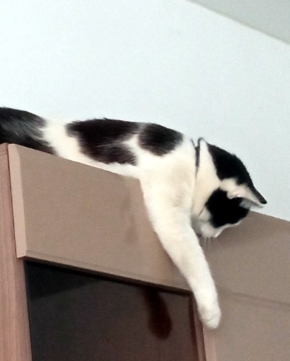 пытается достать свои витамины