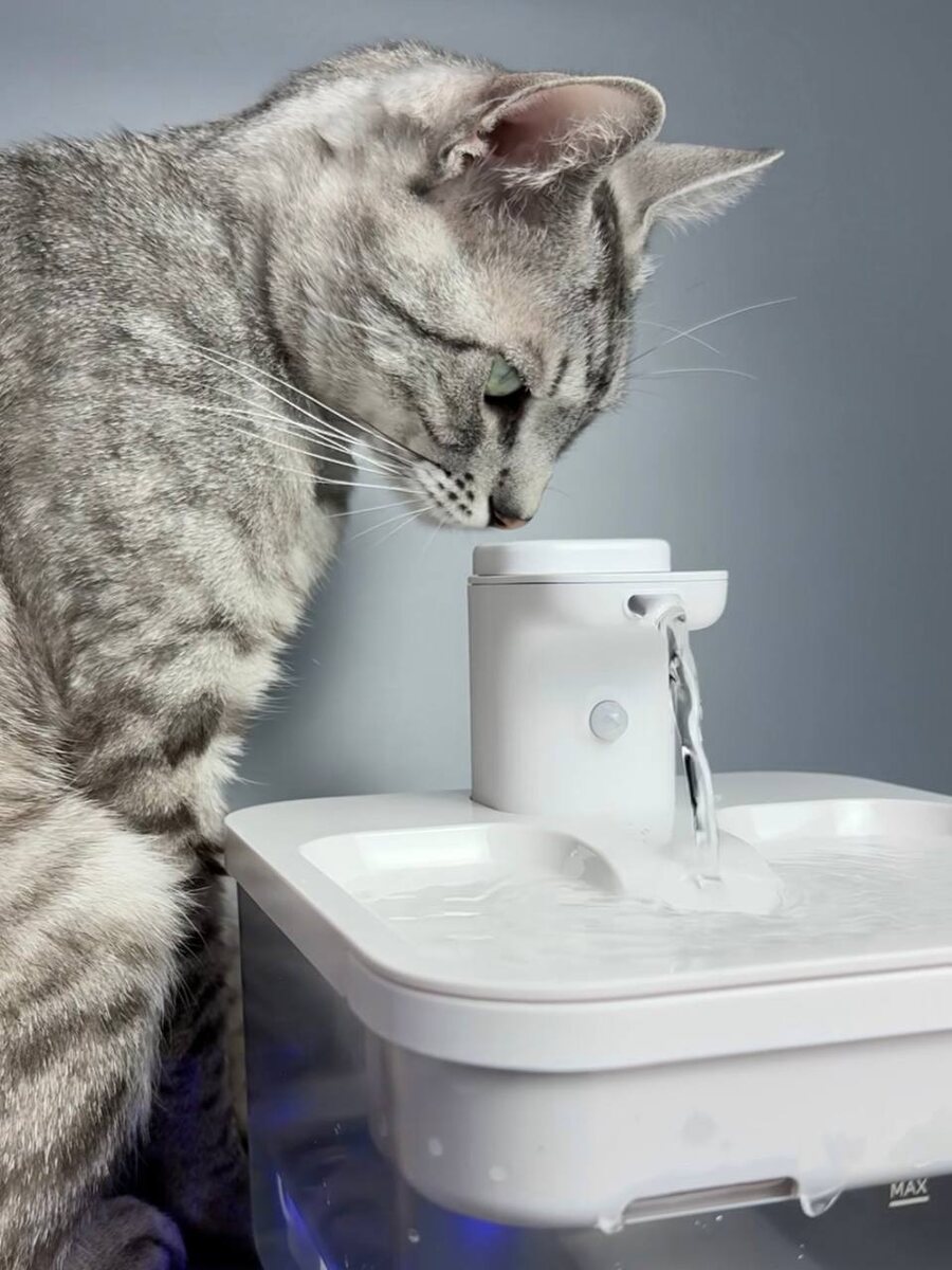 Барсик и новая поилка