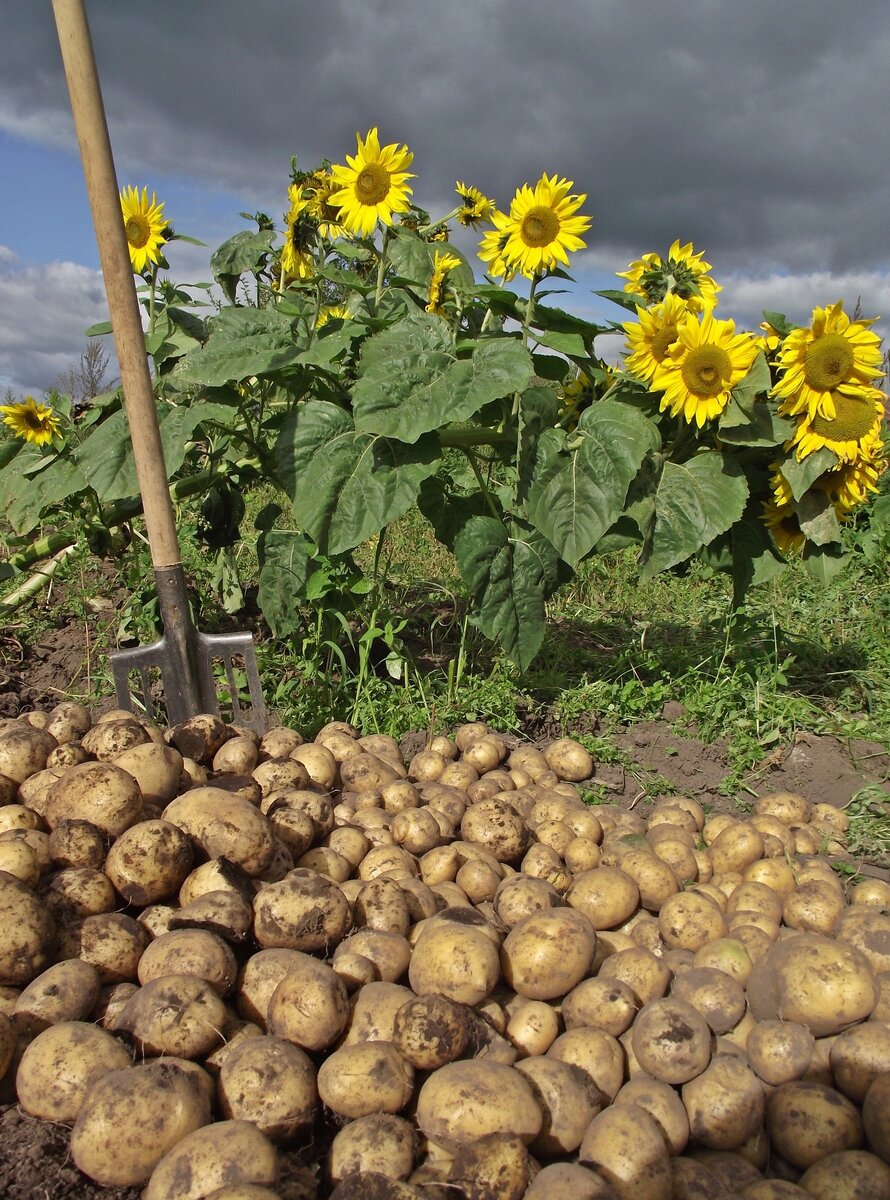 фото автора, урожай картошки