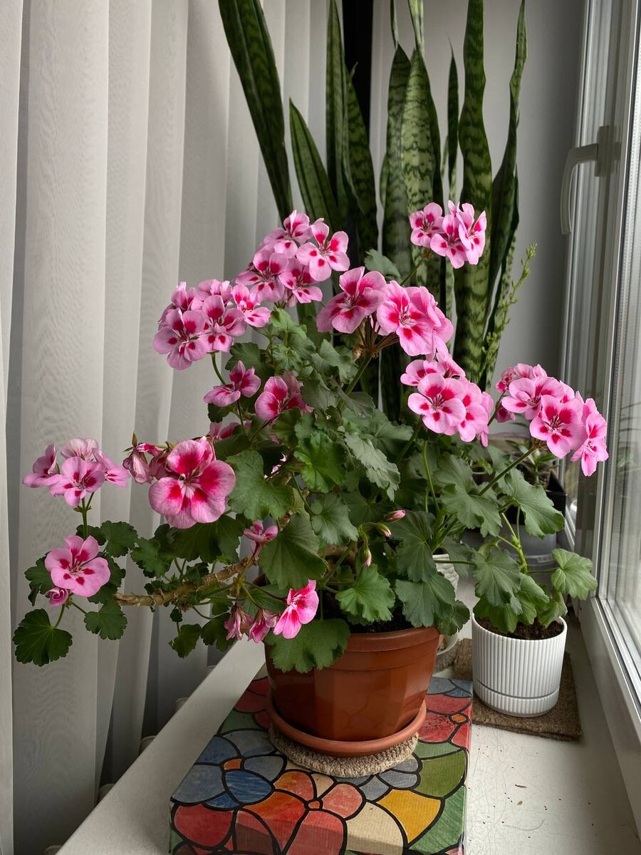 пеларгония бабушки