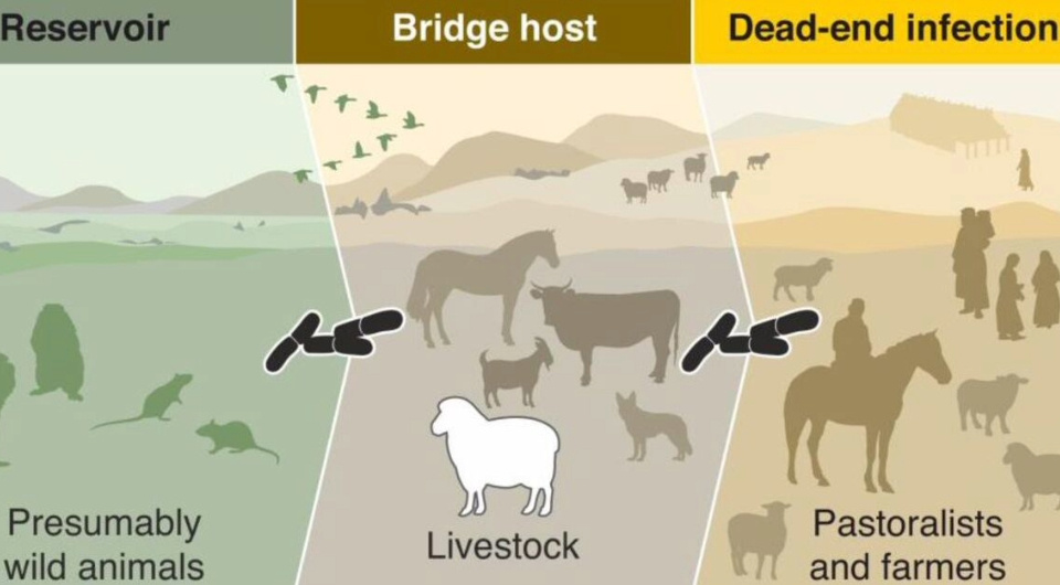   Ian Light-Maka et al. / bioRxiv, 2025