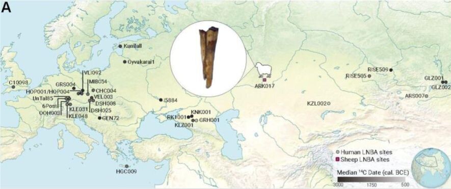   Ian Light-Maka et al. / bioRxiv, 2025