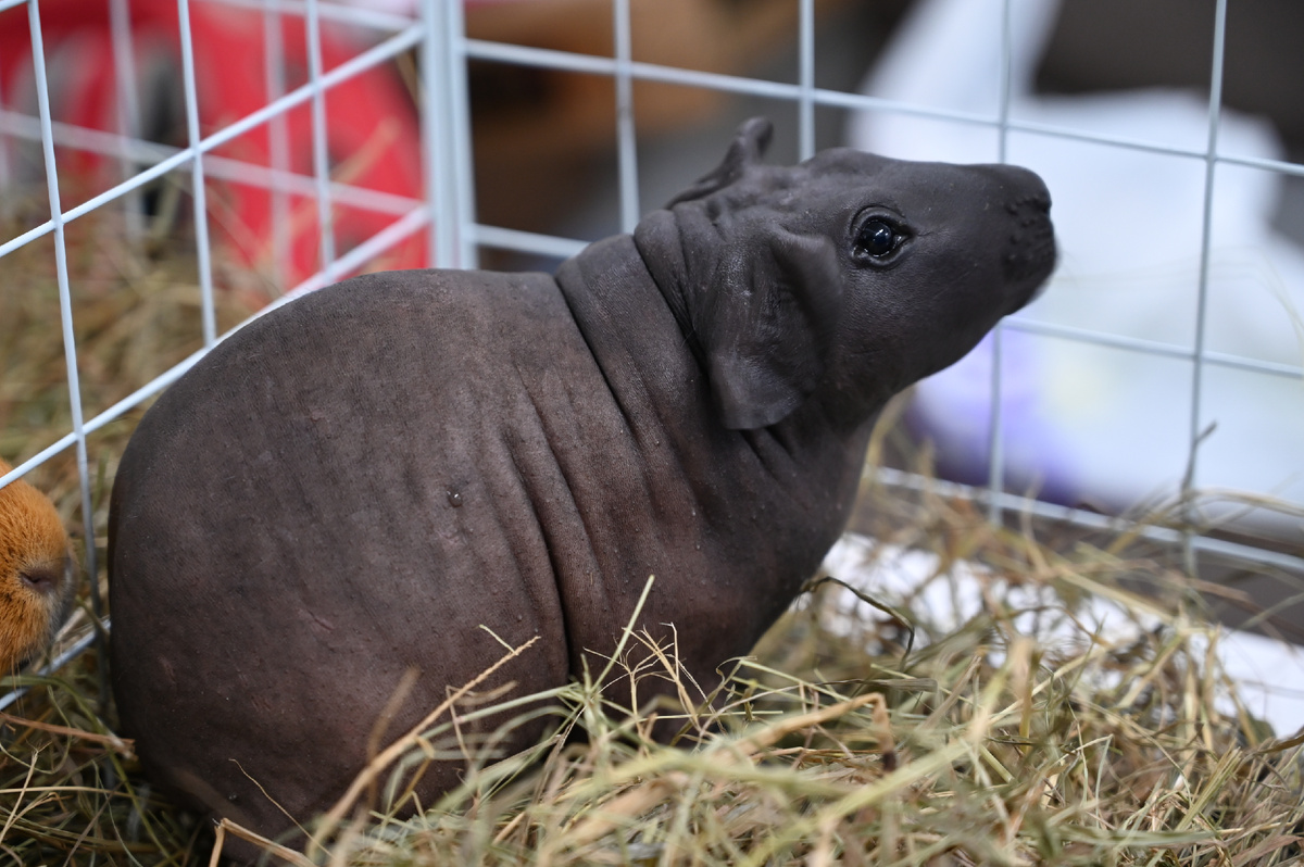 Морская Свинка породы Болдуин абсолютно не имеет шерсти