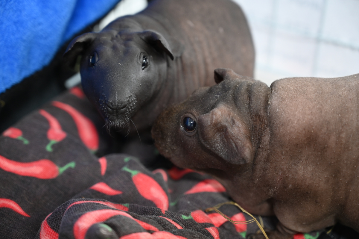 Слева - болдуин; Справа - скинни;