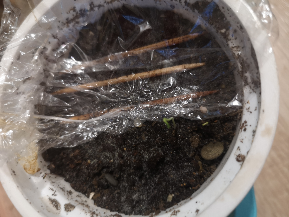 Два росточка