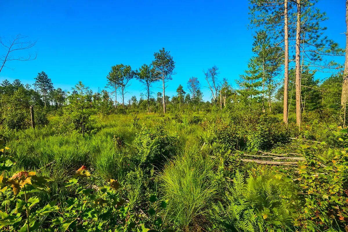    Торфяник в штате Висконсин. © wikipedia.org