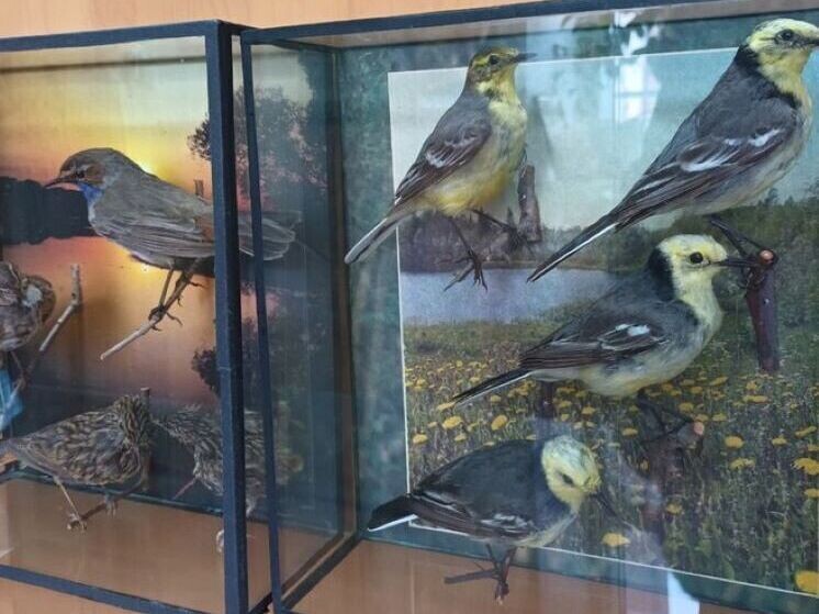     Фото: t.me/visitkirov