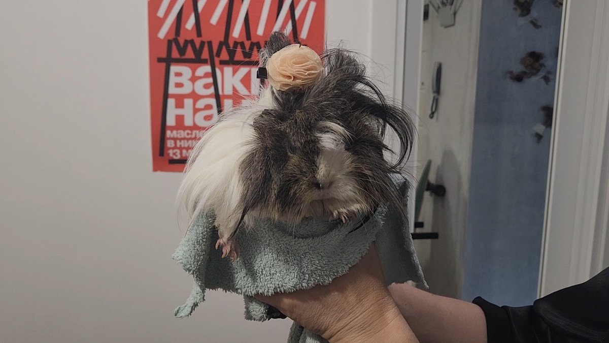 Это красотка Пулли принарядилась