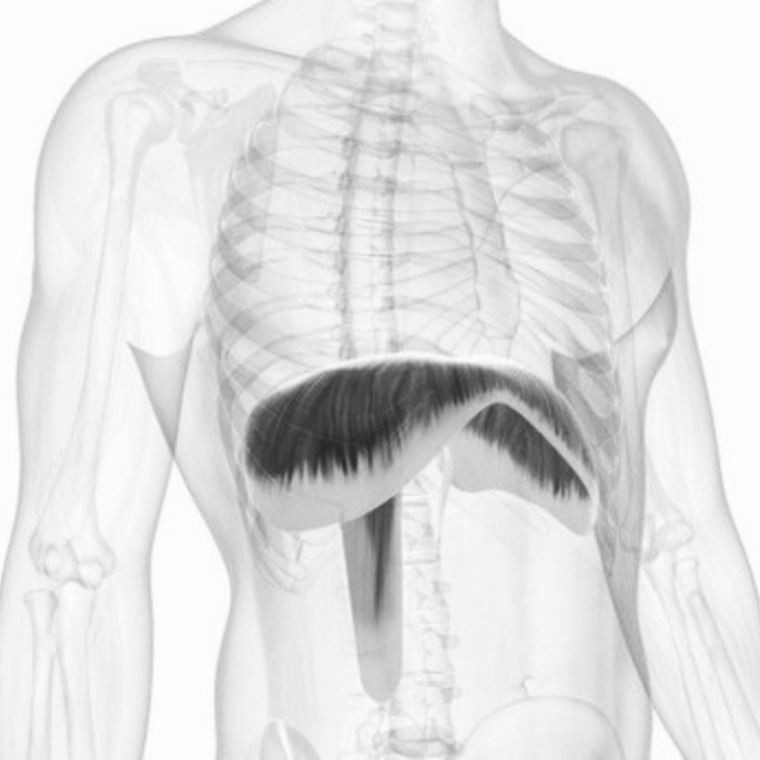 Расположение диафрагмы. Рисунок 1