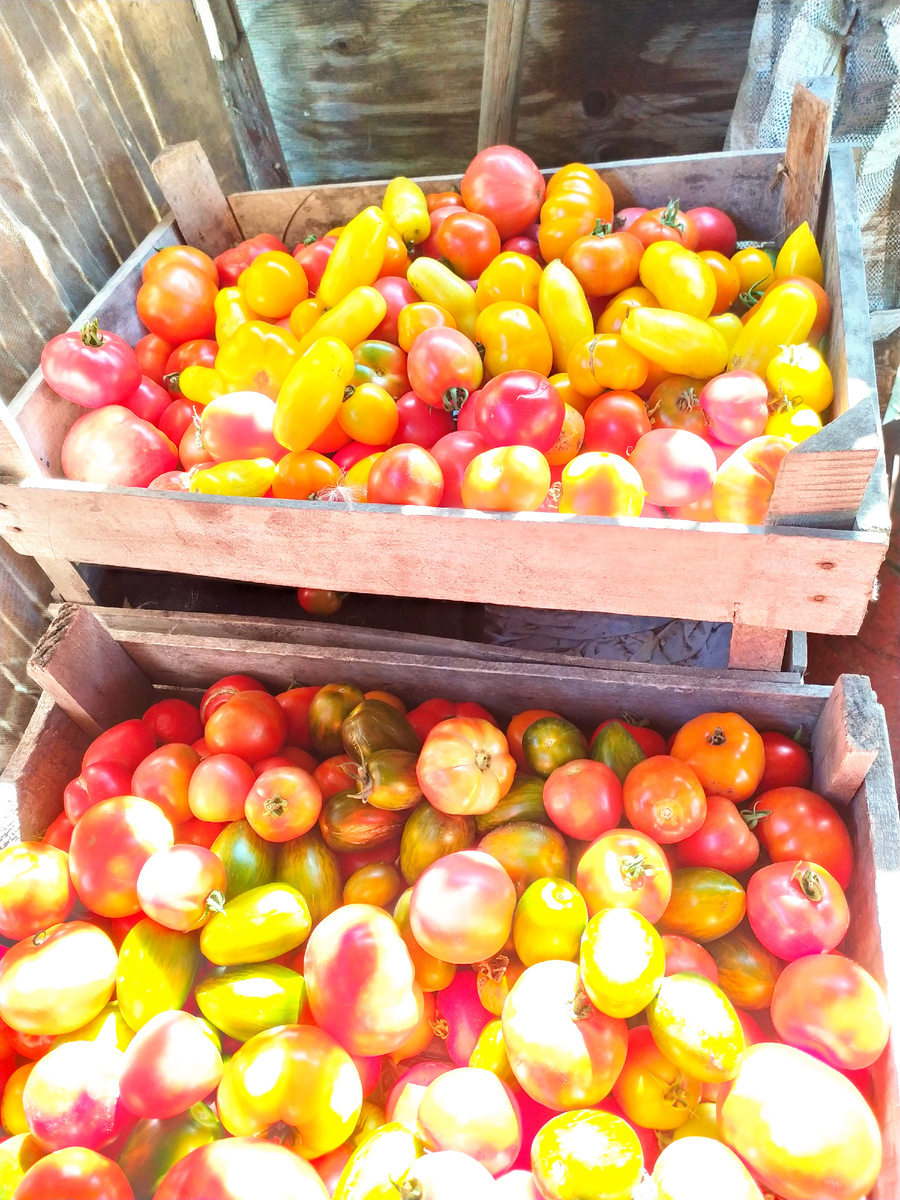 Один из первых сборов урожая 2024