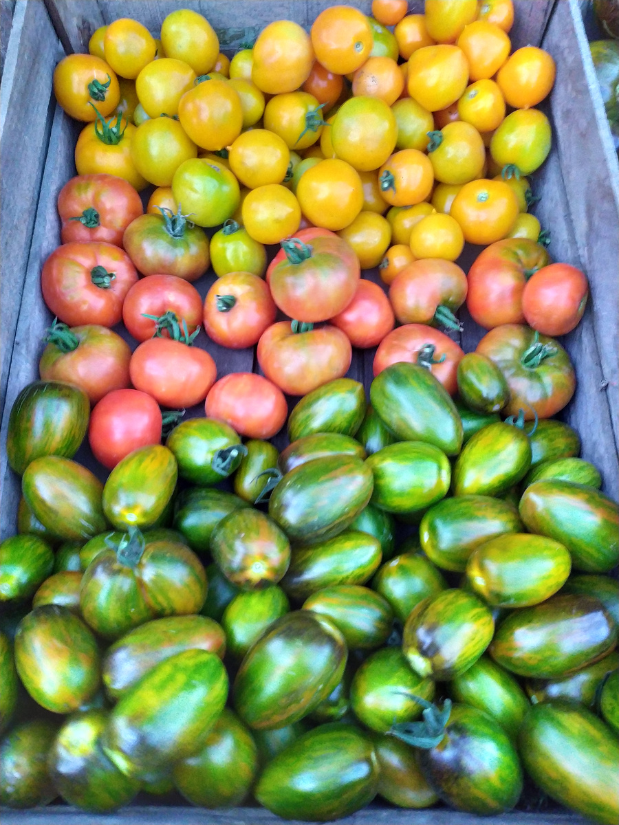 Сверху- вниз: Оранжевый непасынкующийся с носиком, Монгольский карлик, Атомный виноград Брэда