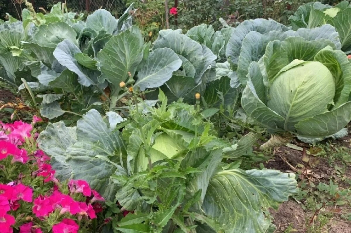    В тверские магазины попали бракованные семена капусты, огурцов и моркови