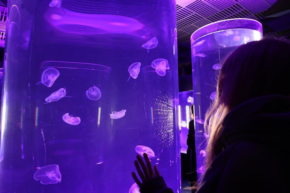 Новая экспозиция с медузами. @Елена Купцова.