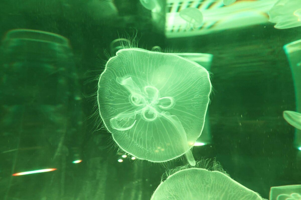 Елена Купцова.
Новая экспозиция с медузами.