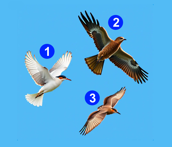 Выберите птицу  