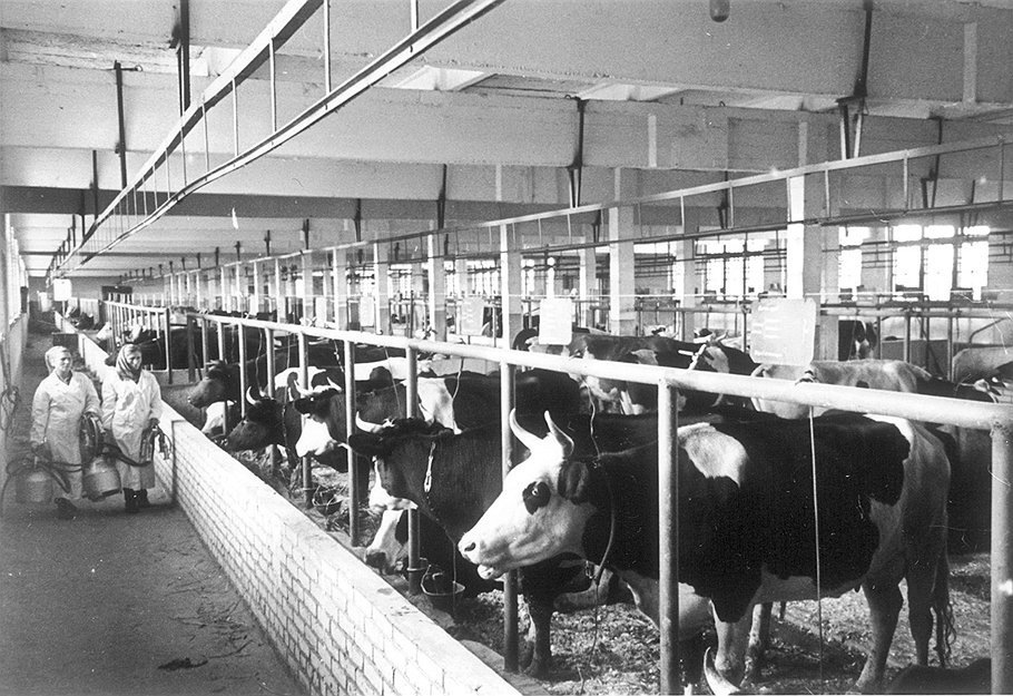 Животноводство при СССР (Фото: https://dzen.ru/a/ZaJK37V8xyIEM2Yo)