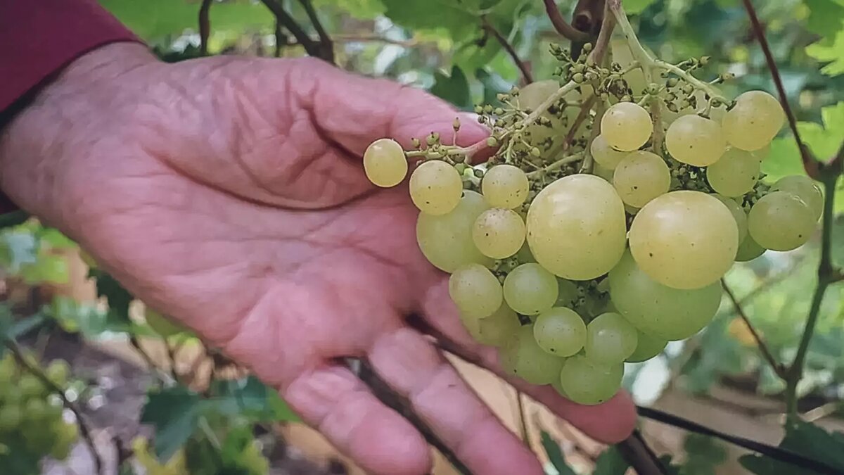     Источник: 1MI