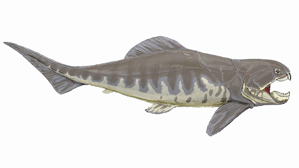    В Курской области найдены окаменевшие остатки древней рыбы, жившей 380 млн лет назад