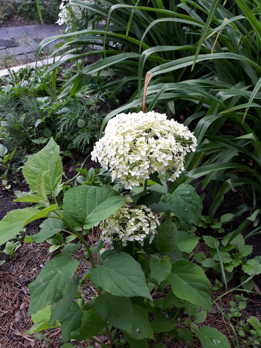 Моя маленькая "Анабель" ждет своих подружек.