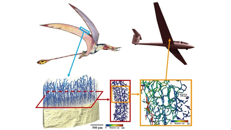 Как микроструктура костей птерозавра может быть воспроизведена в аэрокосмических материалахИсточник: The University of Manchester